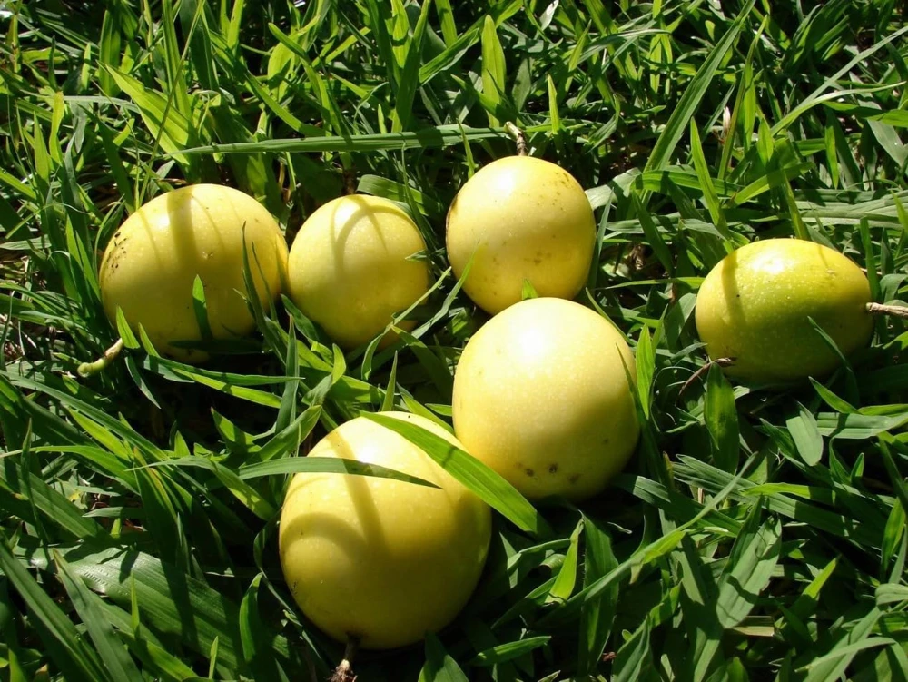 Set of 2 Yellow Passionfruit Live Plants for Planting, 4-8 Inch Tall - Image 5