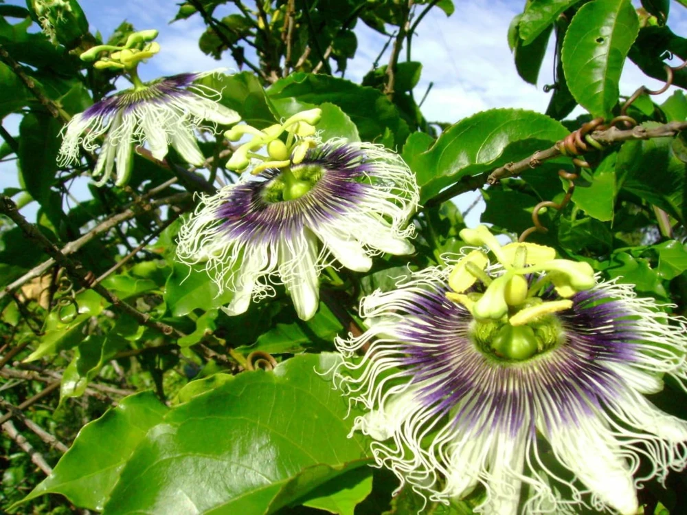 Set of 2 Yellow Passionfruit Live Plants for Planting, 4-8 Inch Tall - Image 7