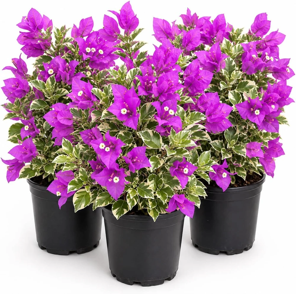 Set of 3 Blueberry Ice Bougainvillea Live Plants, 4-7 Inches Tall, Vine - Image 1