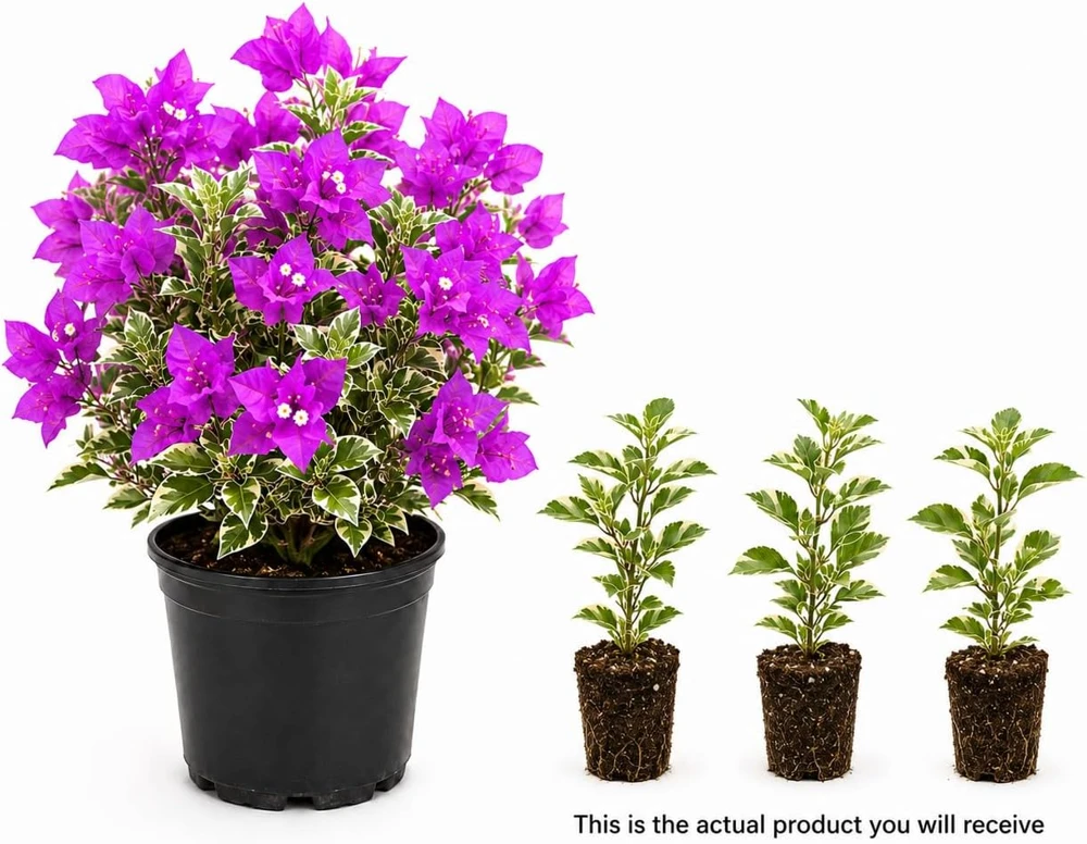 Set of 3 Blueberry Ice Bougainvillea Live Plants, 4-7 Inches Tall, Vine - Image 3