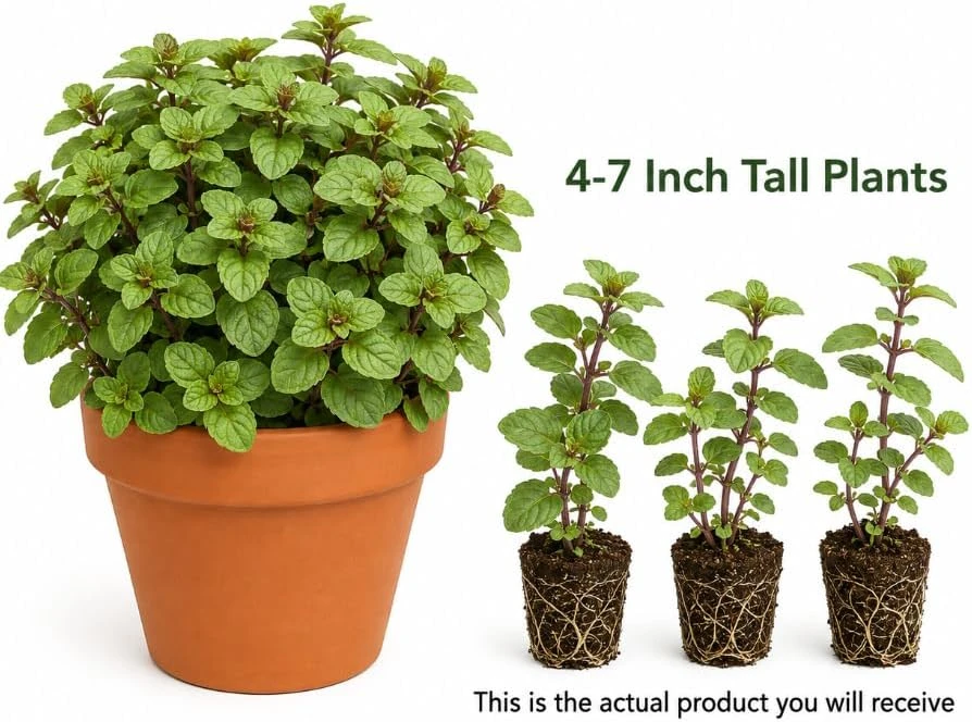 Set of 3 Chocolate Mint Live Plants, 4-7 Inches Tall, Rooted Herb for Pots & Garden - Image 3