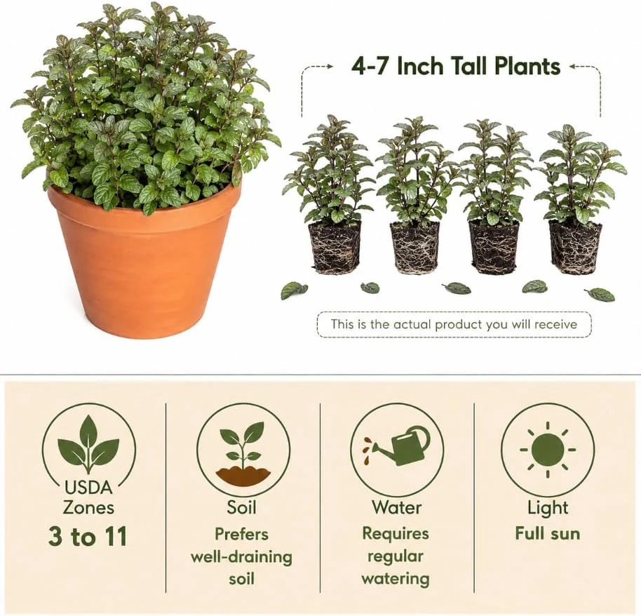 Set of 3 Chocolate Mint Live Plants, 4-7 Inches Tall, Rooted Herb for Indoor & Outdoor - Image 4