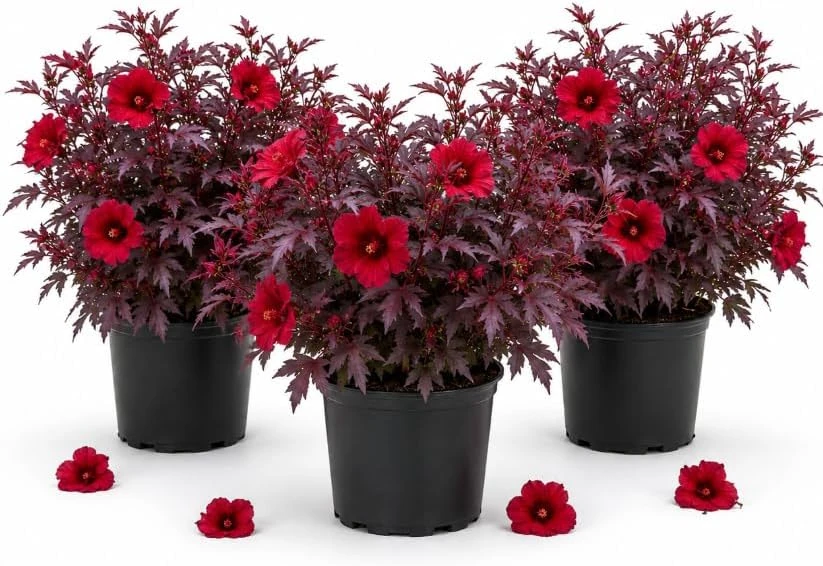 Set of 3 Cranberry Hibiscus Live Plants, 4-6 Inches Tall, Red Leaf False Roselle Shrubs for Outdoor Gardens - Image 1
