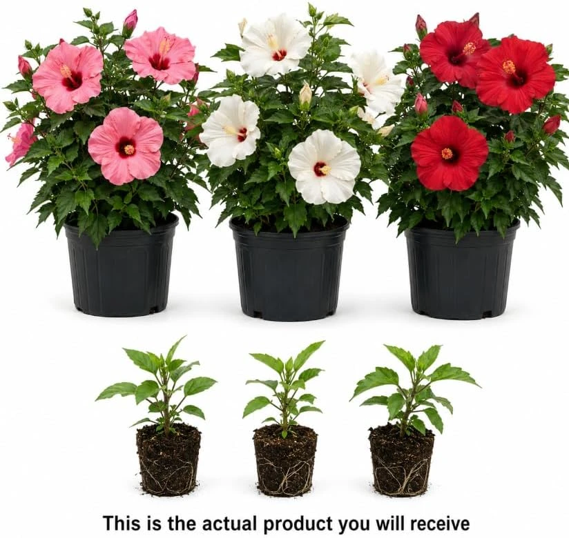 Set of 3 Mixed Hardy Hibiscus Live Plants, 4-7 Inches Tall, Rooted Flowering Shrubs - Image 3