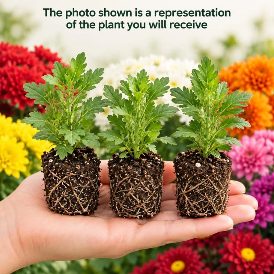 Set of 3 Mixed Mum Chrysanthemum Live Plants, 4-6 Inches Tall, Outdoor Garden & Patio - Image 3