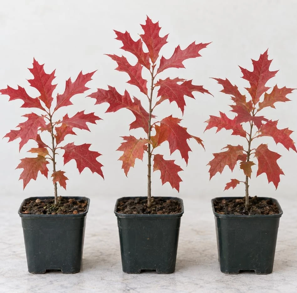 Set of 3 Pin Oak Tree Live Saplings 4-8 Inch Tall - Vibrant Red Fall Foliage - Image 1