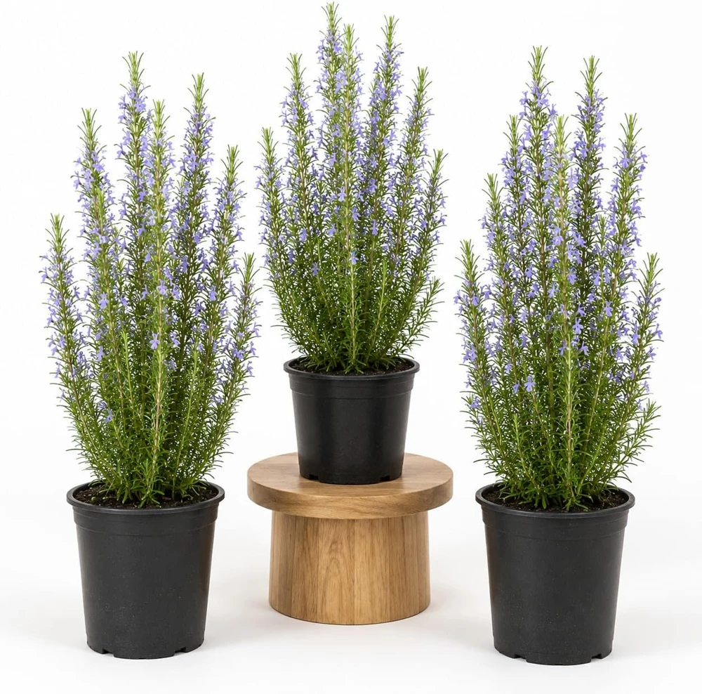 Set of 3 Rosemary Live Plants, 4-6 Inch Tall, Culinary Herb Shrub, Indoor/Outdoor - Image 1
