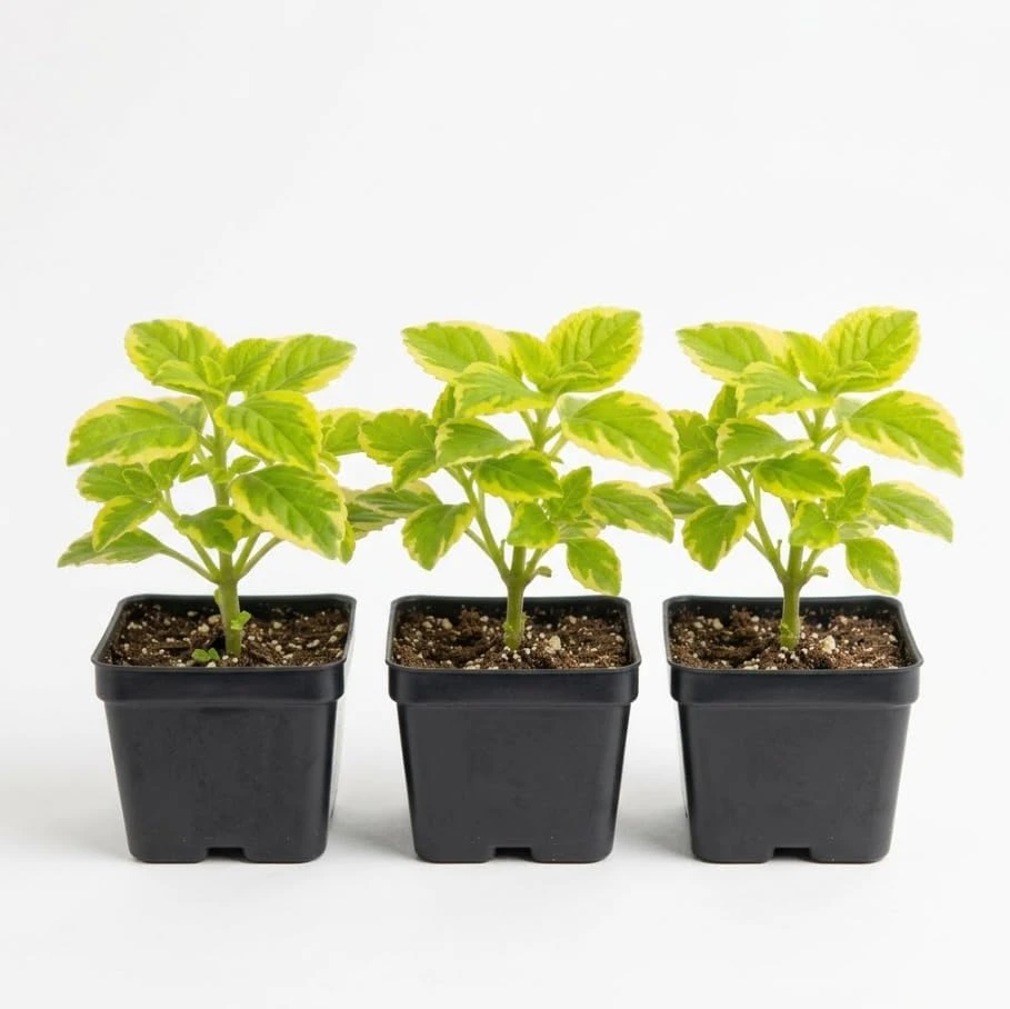 Set of 3 Variegated Swedish Ivy Live Plants, 2 Inch Pot, Trailing Houseplant for Baskets - Image 1