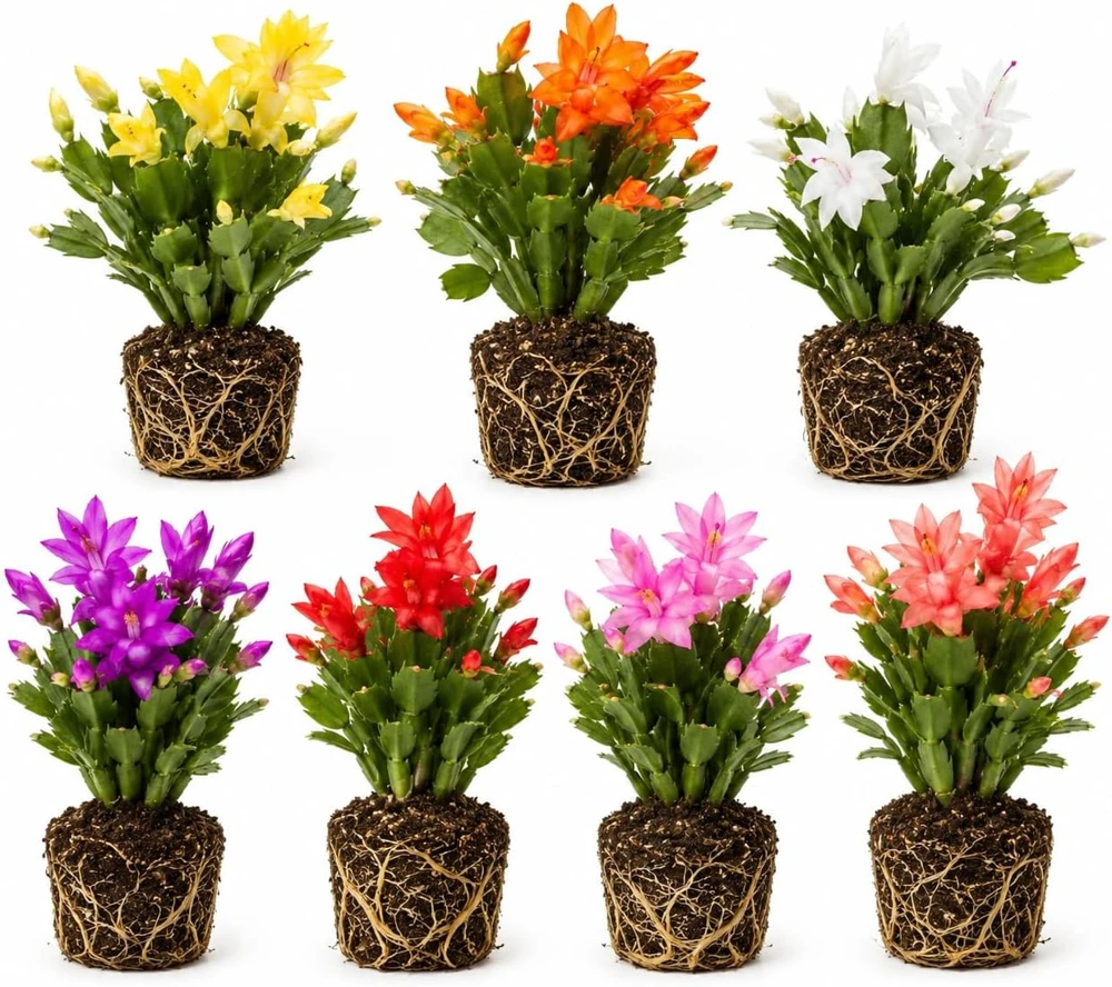 Set of 4 Christmas & Thanksgiving Cactus Live Plants, 4-8 Inch Tall, No Pot - Image 1