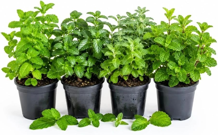 Set of 4 Mint Live Plants, Fragrant Culinary Herb Starters, 4-7 Inch Tall, Indoor/Outdoor - Image 1