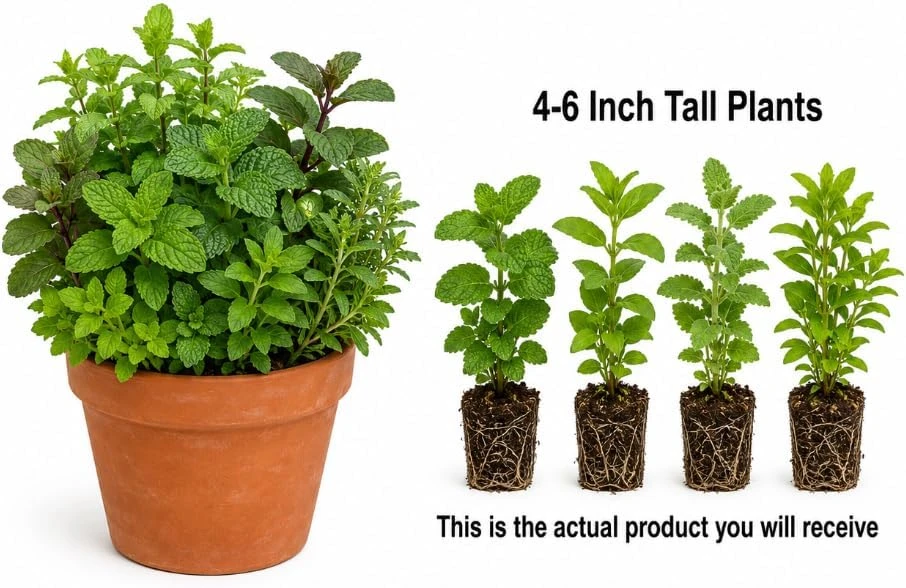 Set of 4 Mint Live Plants, Fragrant Culinary Herb Starters, 4-7 Inch Tall, Indoor/Outdoor - Image 5
