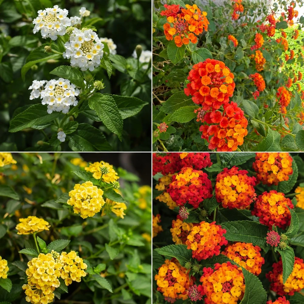 Set of 4 Mixed Lantana Live Plants, 4-7 Inch Flowering Starter Shrubs for Outdoor - Image 2