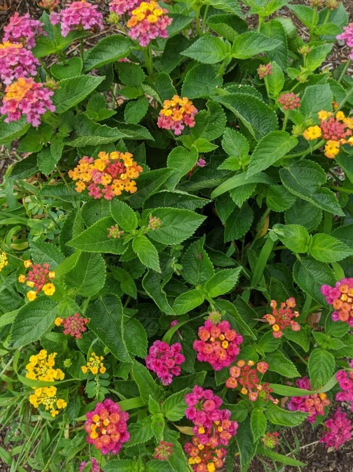 Set of 4 Mixed Lantana Live Plants, 4-7 Inch Flowering Starter Shrubs for Outdoor - Image 6