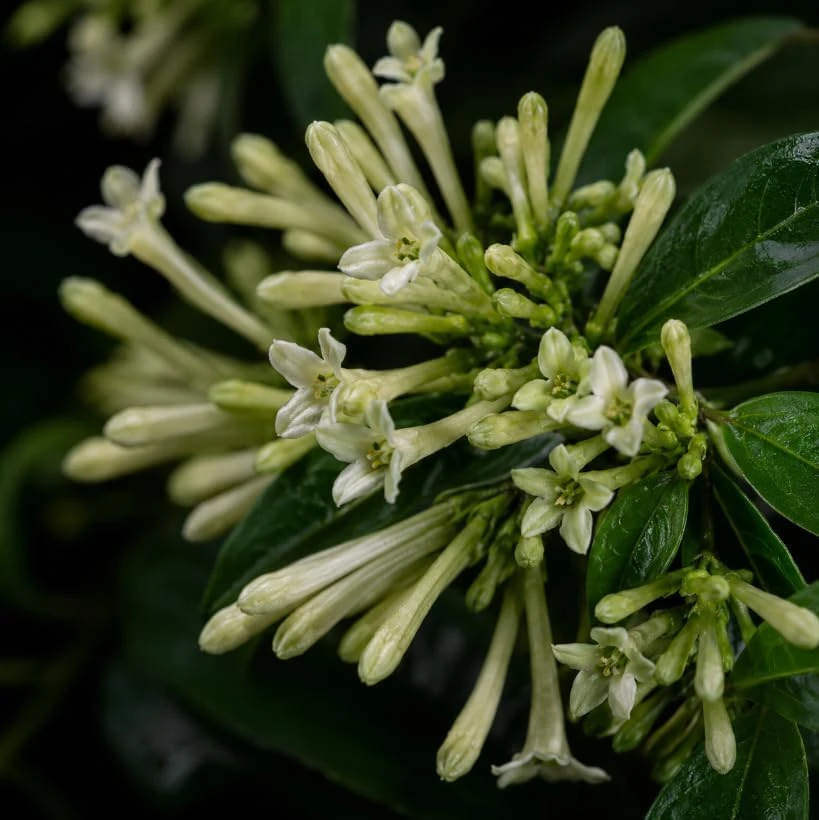 Set of 4 Night Blooming Jasmine Live Plants, 4-6 Inches Tall, White Scented Flowers, Indoor/Outdoor - Image 3