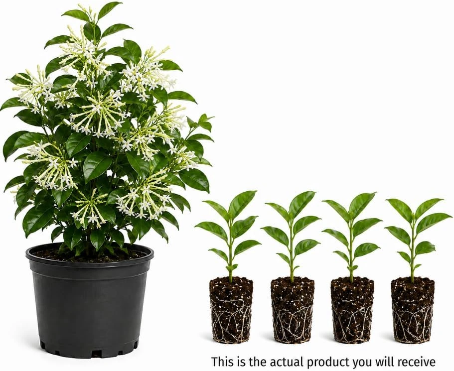 Set of 4 Night Blooming Jasmine Live Plants, 4-6 Inches Tall, White Scented Flowers, Indoor/Outdoor - Image 5