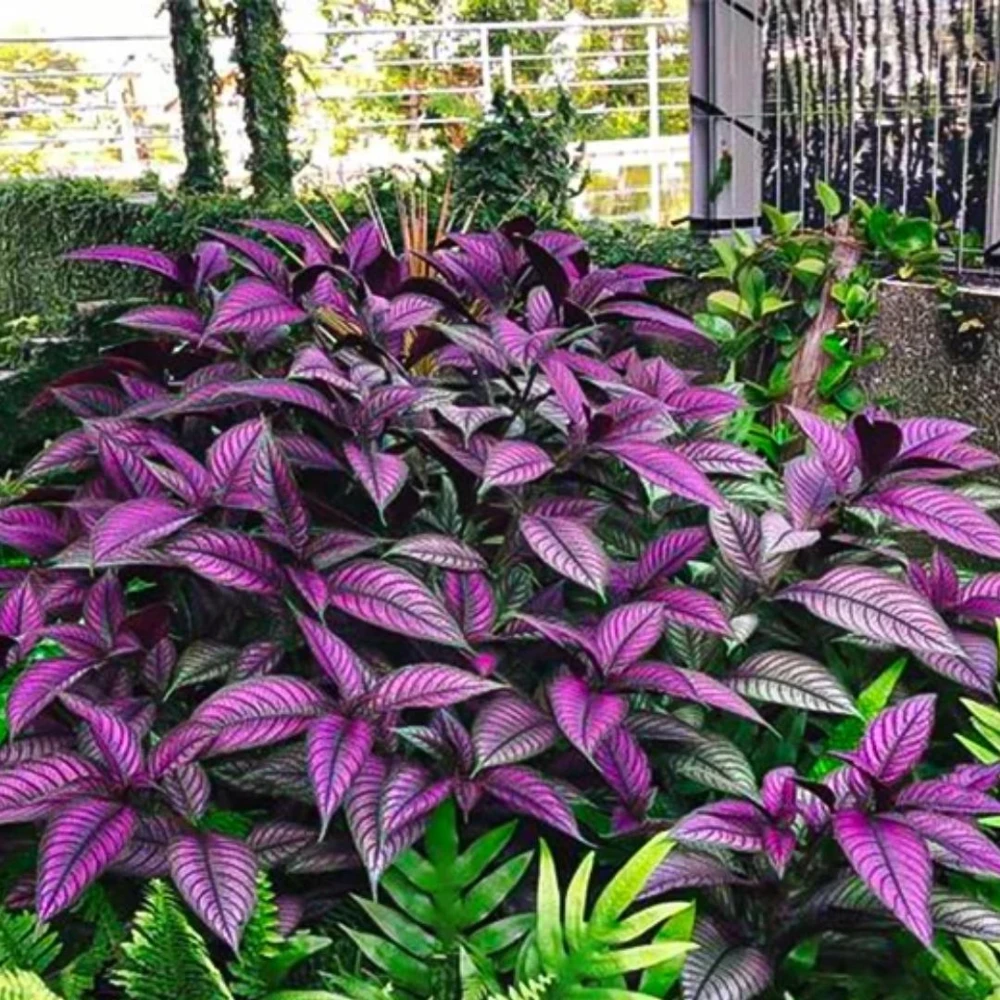 Set of 4 Persian Shield Live Plants, 3-6 Inches, Vibrant Foliage Outdoor - Image 3