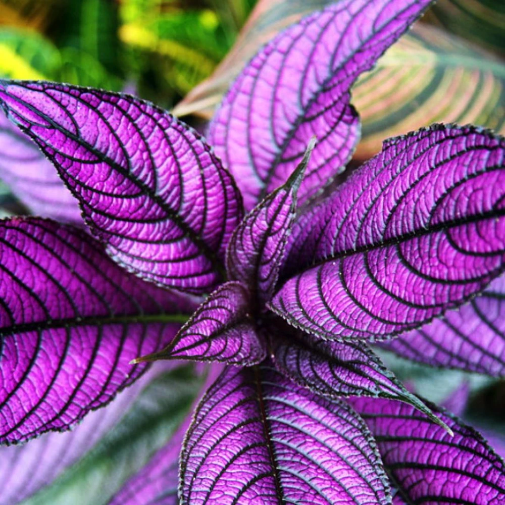 Set of 4 Persian Shield Live Plants, 3-6 Inches, Vibrant Foliage Outdoor - Image 4
