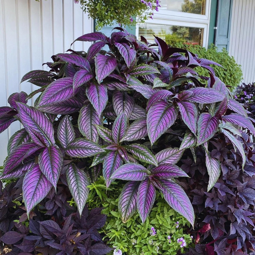 Set of 4 Persian Shield Live Plants, 3-6 Inches, Vibrant Foliage Outdoor - Image 5