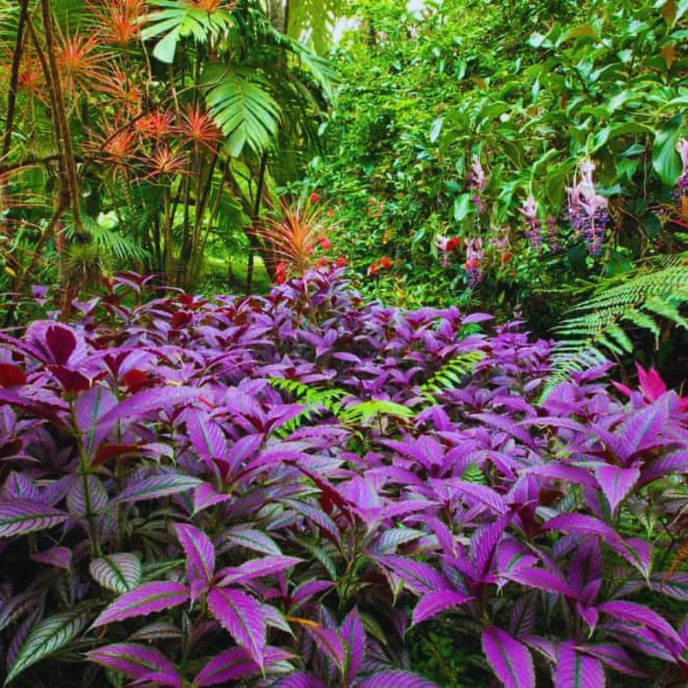 Set of 4 Persian Shield Live Plants, 3-6 Inches, Vibrant Foliage Outdoor - Image 6
