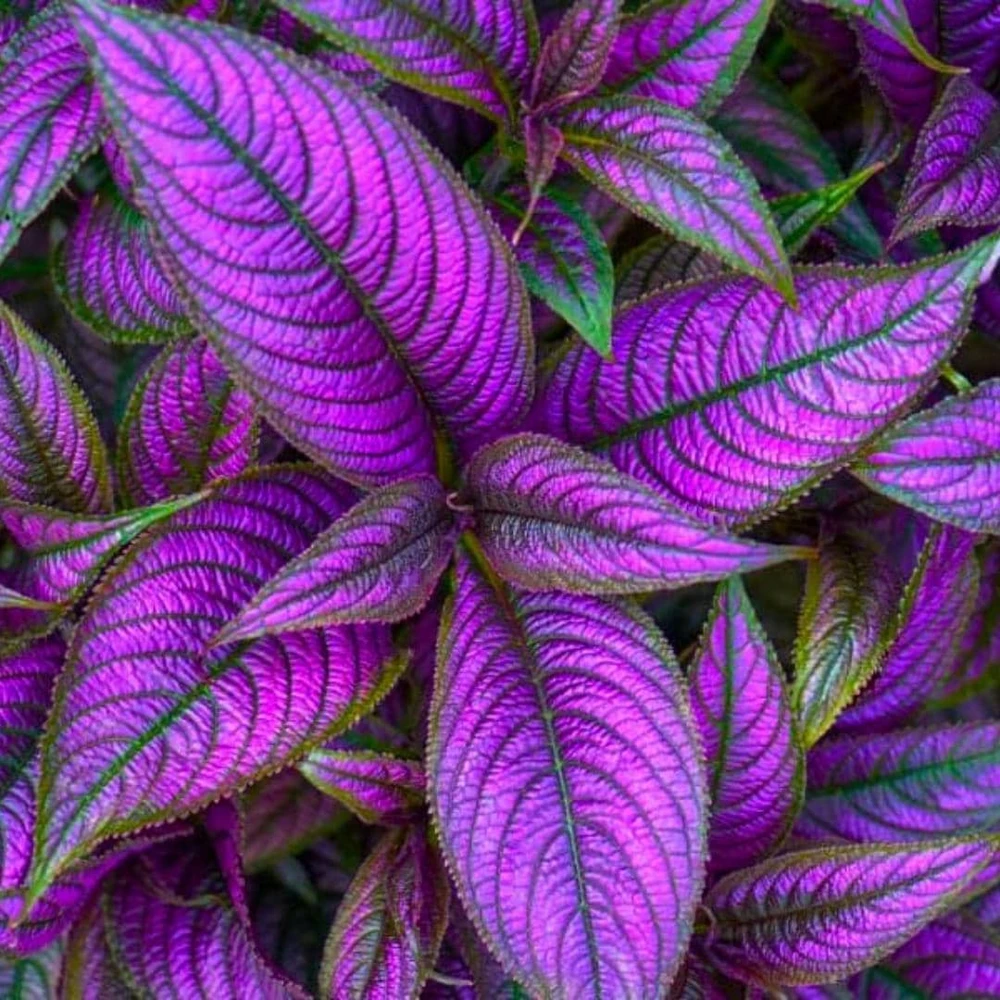 Set of 4 Persian Shield Live Plants, 3-6 Inches, Vibrant Foliage Outdoor - Image 1