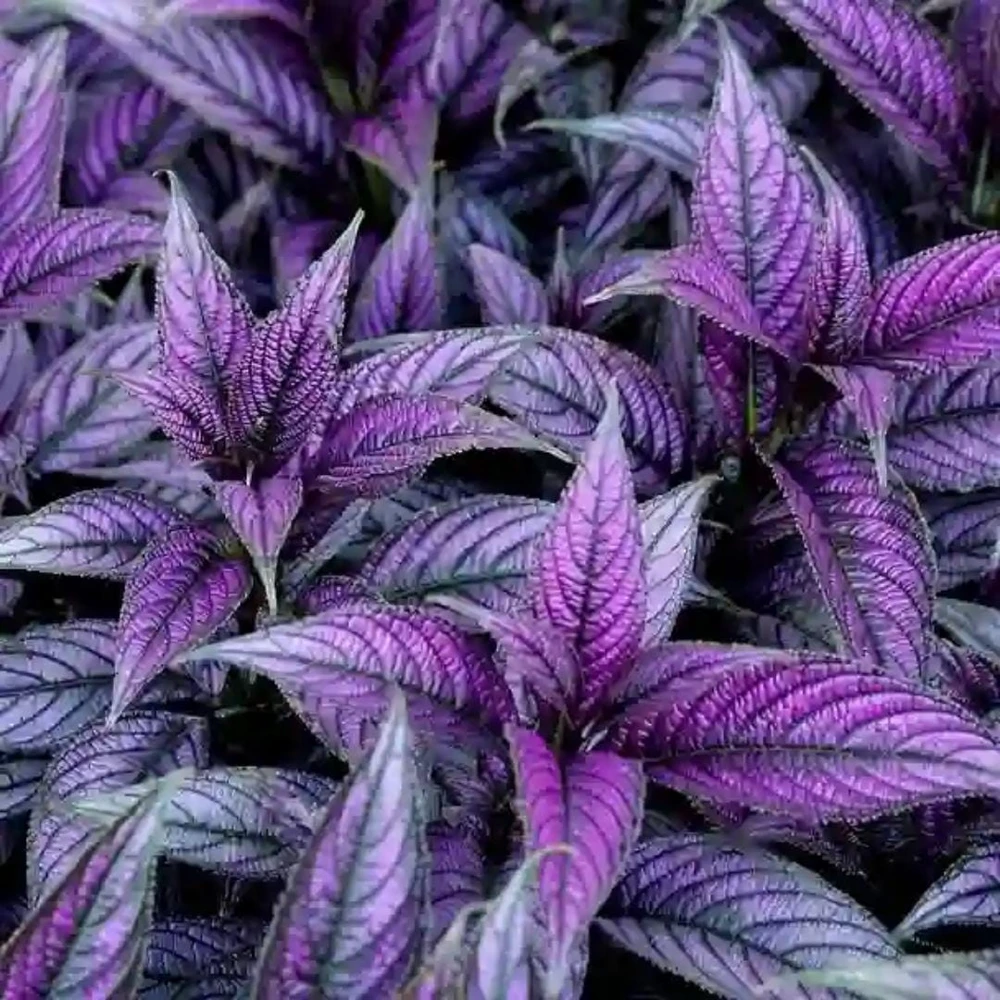 Set of 4 Persian Shield Live Plants, 3-6 Inches, Vibrant Foliage Outdoor - Image 7