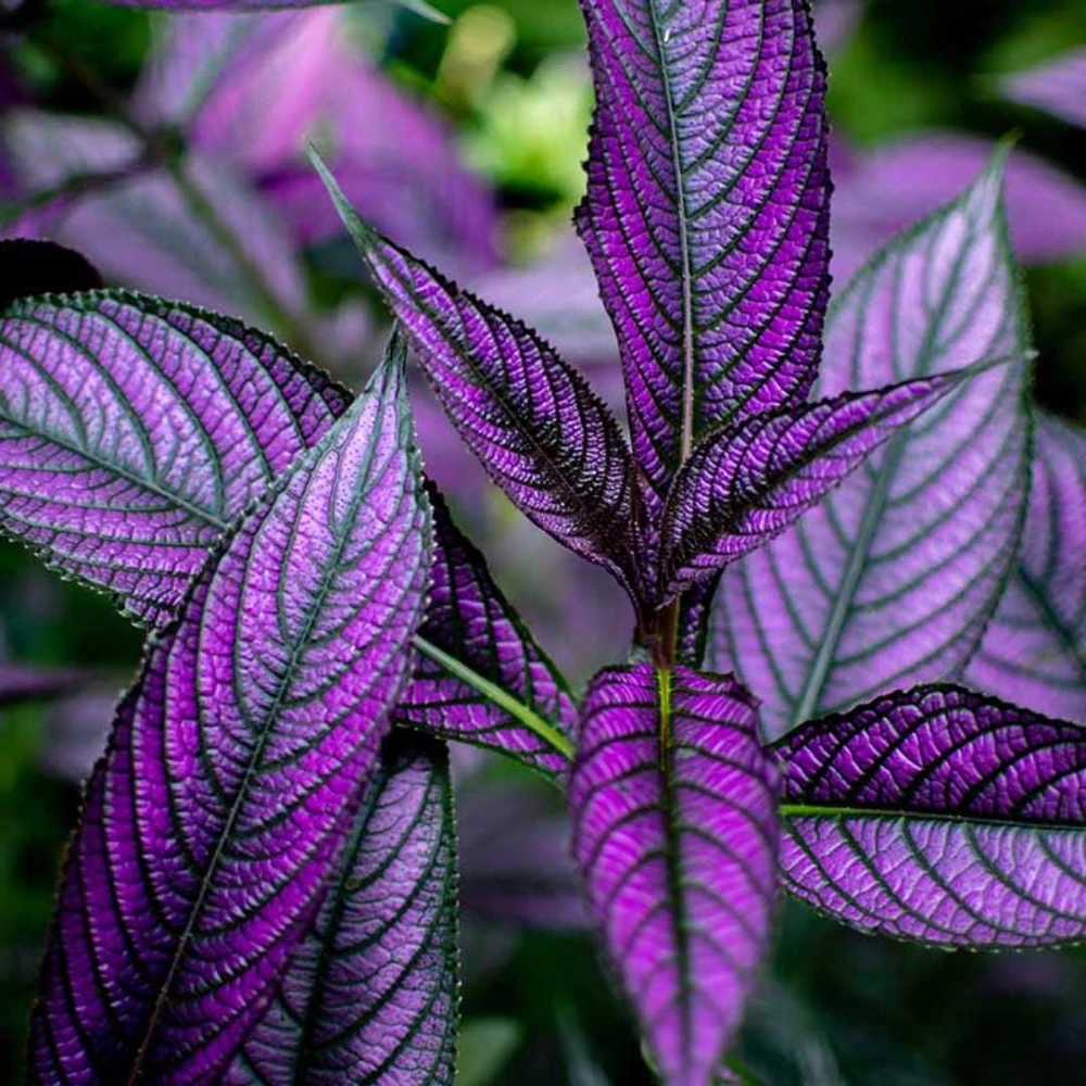 Set of 4 Persian Shield Live Plants, 3-6 Inches, Vibrant Foliage Outdoor - Image 8