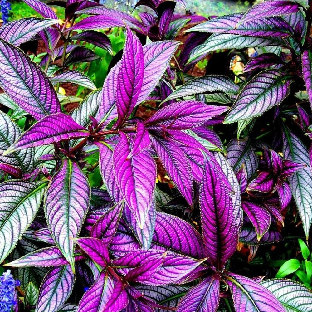 Set of 4 Persian Shield Live Plants, 3-6 Inches, Vibrant Foliage Outdoor - Image 9