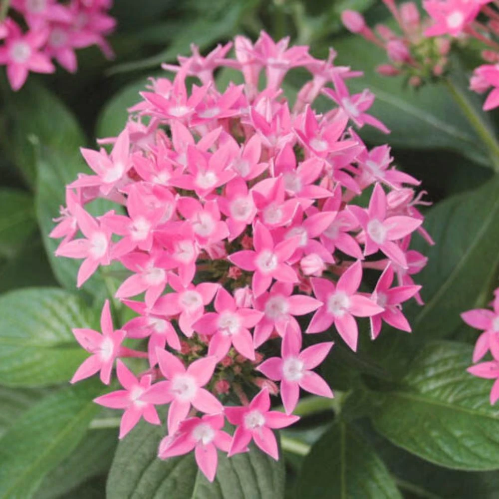 Set of 4 Pink Pentas Lanceolata Live Plants, 3-6 Inches Tall, Flowering Perennial Shrub for Outdoor Garden - Image 1