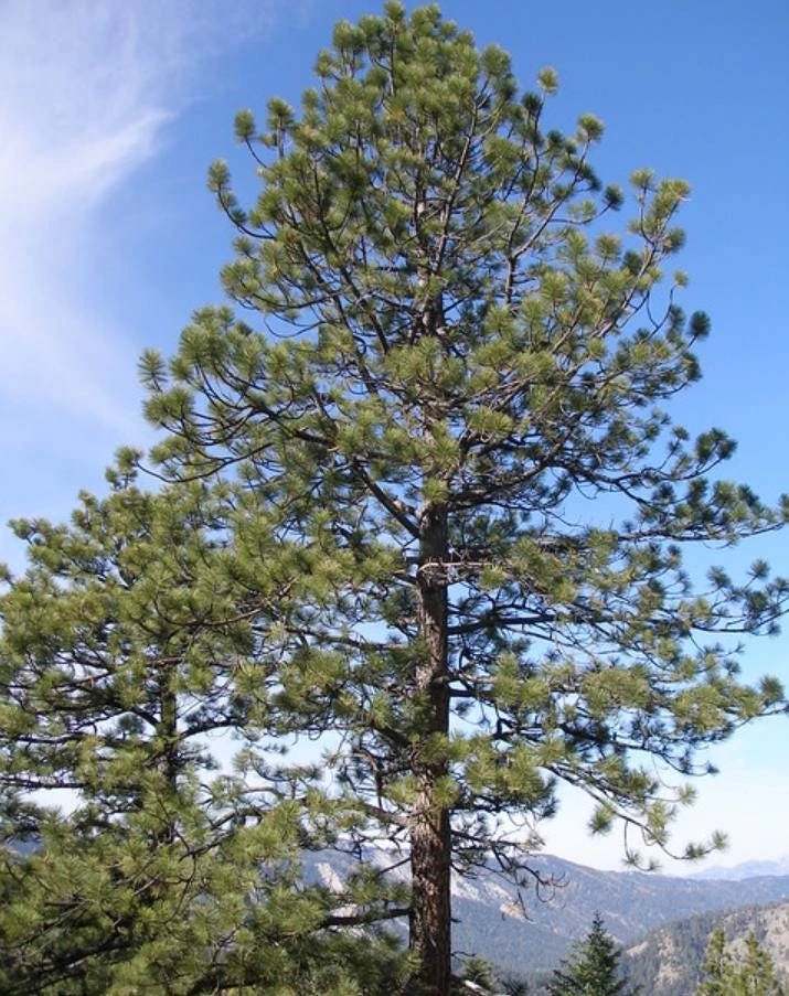 Set of 4 Ponderosa Pine Live Trees, 3" Pots - Hardy Evergreen Conifers - Image 1