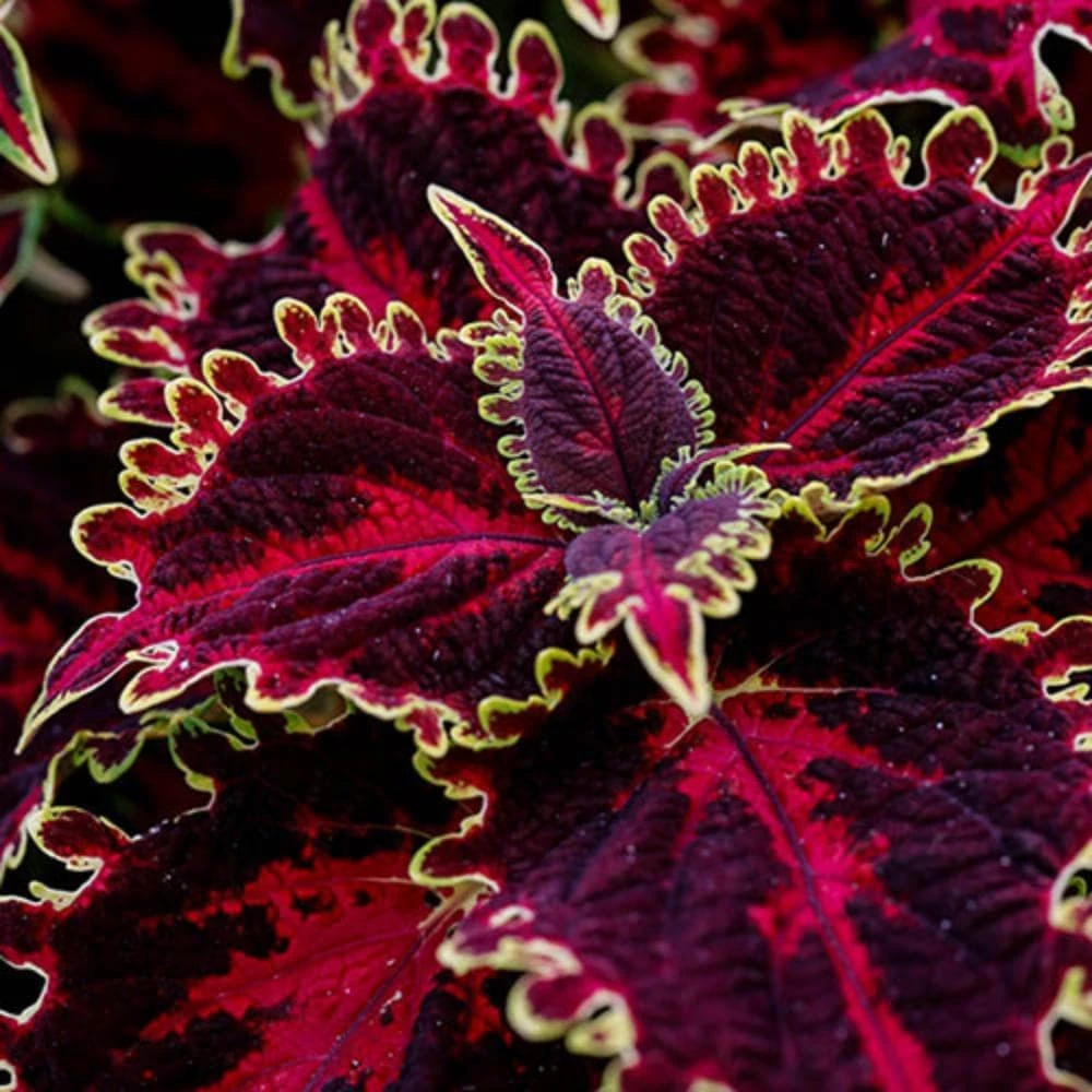 Set of 4 Red Coat Coleus Live Plants, 3-6 Inches Tall, Vibrant Foliage for Outdoor Garden & Containers - Image 1