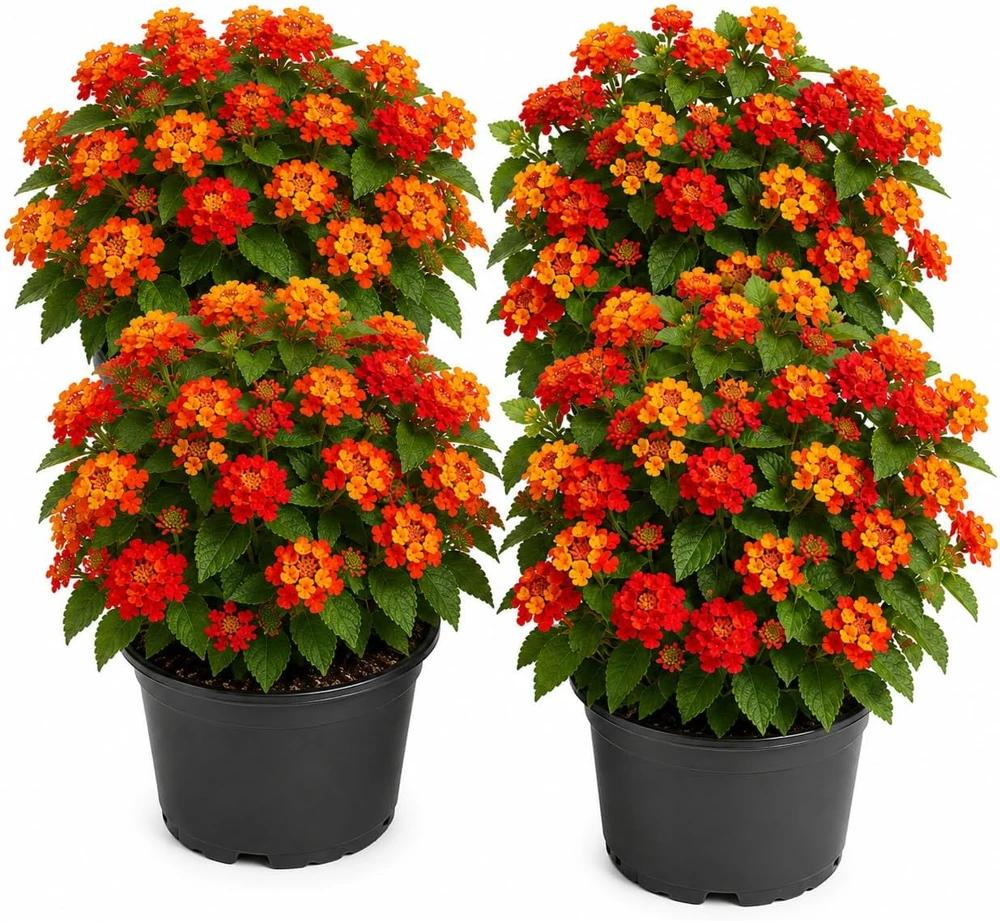 Set of 4 Red Lantana Live Plants, Bicolor Flowering Outdoor Starter Plants, 4-7 Inch - Image 1