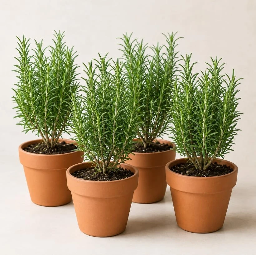 Set of 4 Rosemary Live Plants – 4-7 Inch Herb Starter Plants – Outdoor - Image 1