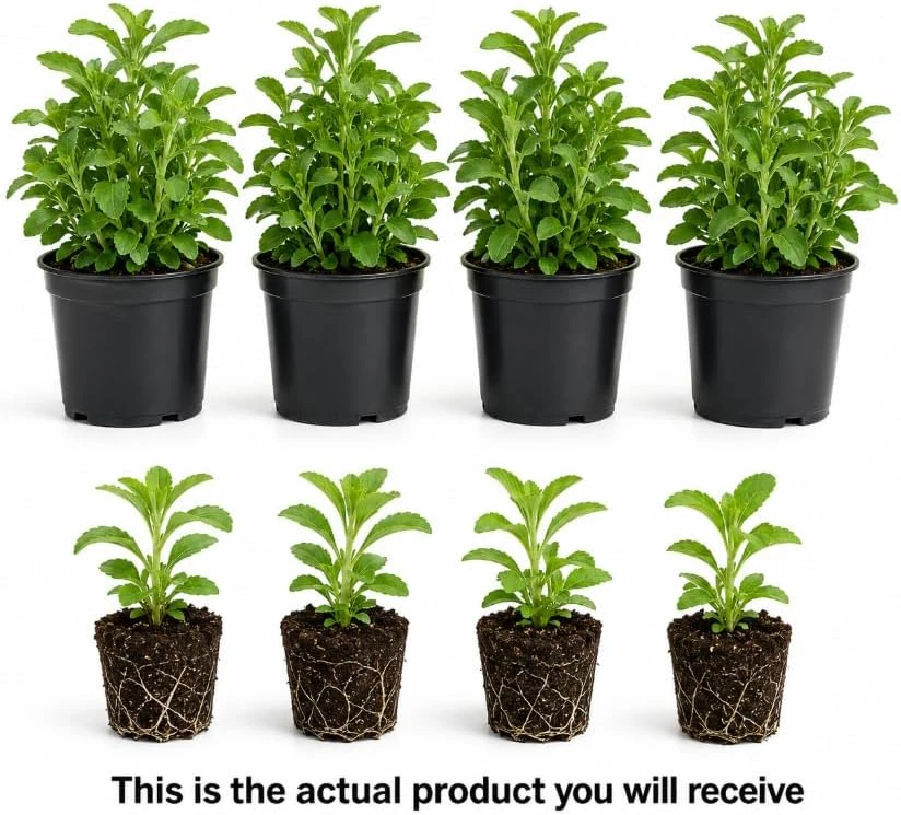Set of 4 Stevia Live Plants – 4-6 Inches Tall, Rooted Herb Plants for Container Gardens & Outdoor Planting - Image 3