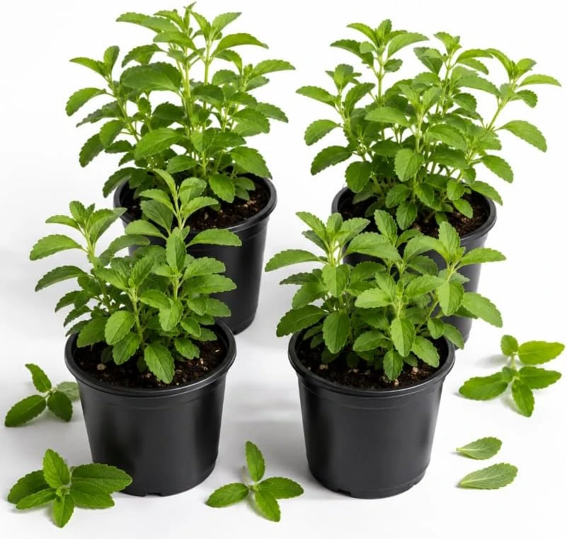 Set of 4 Stevia Live Plants – 4-6 Inches Tall, Rooted Herb Plants for Container Gardens & Outdoor Planting - Image 1