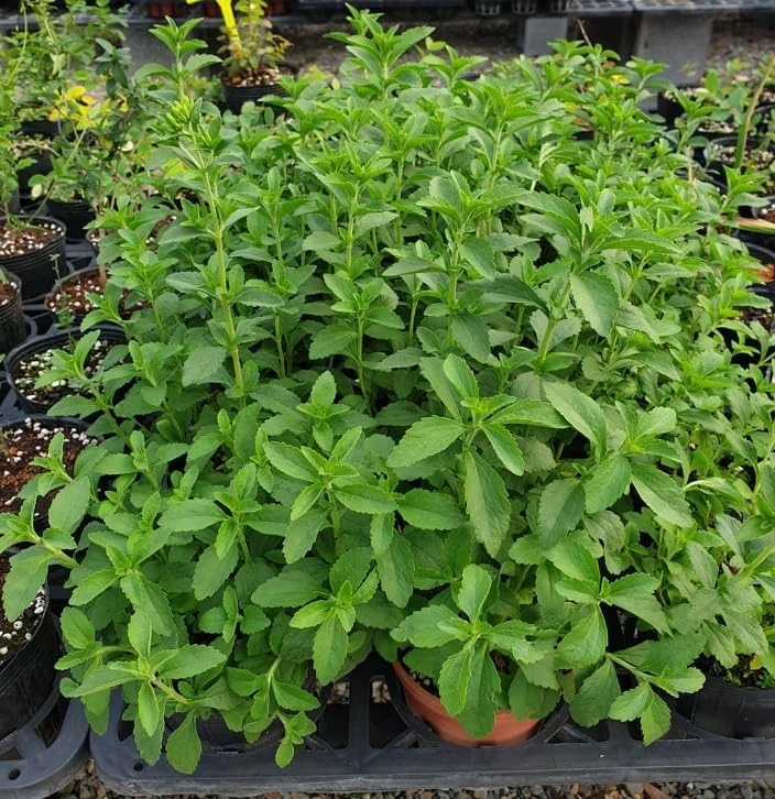 Set of 4 Stevia Live Plants – 4-6 Inches Tall, Rooted Herb Plants for Container Gardens & Outdoor Planting - Image 4
