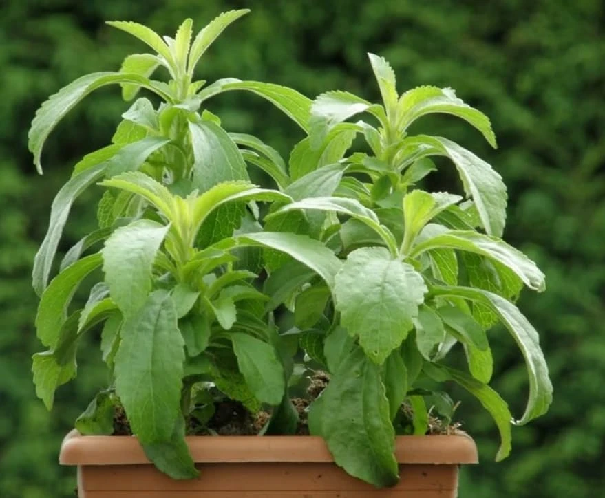 Set of 4 Stevia Live Plants – 4-6 Inches Tall, Rooted Herb Plants for Container Gardens & Outdoor Planting - Image 6