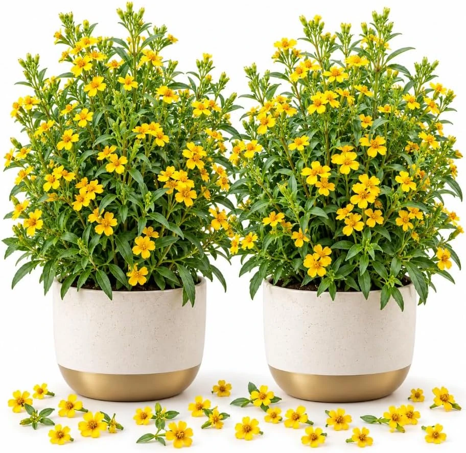 Set of 4 Texas Tarragon Live Plants, 4-6 Inch Tall Mexican Tarragon Herb, Yellow Flowers, Outdoor - Image 1