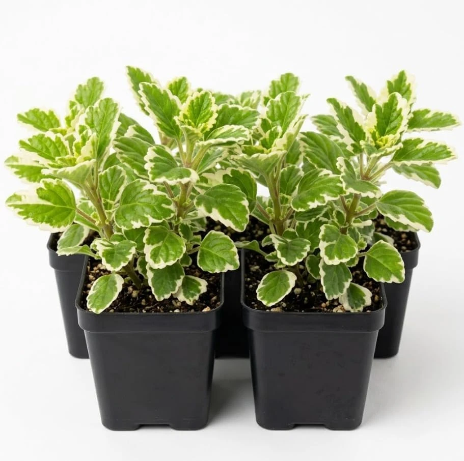 Set of 4 Variegated Swedish Ivy Live Plants, 2-Inch Pot, Green Creamy White Trailing Foliage for Hanging Baskets, Indoor/Outdoor - Image 1