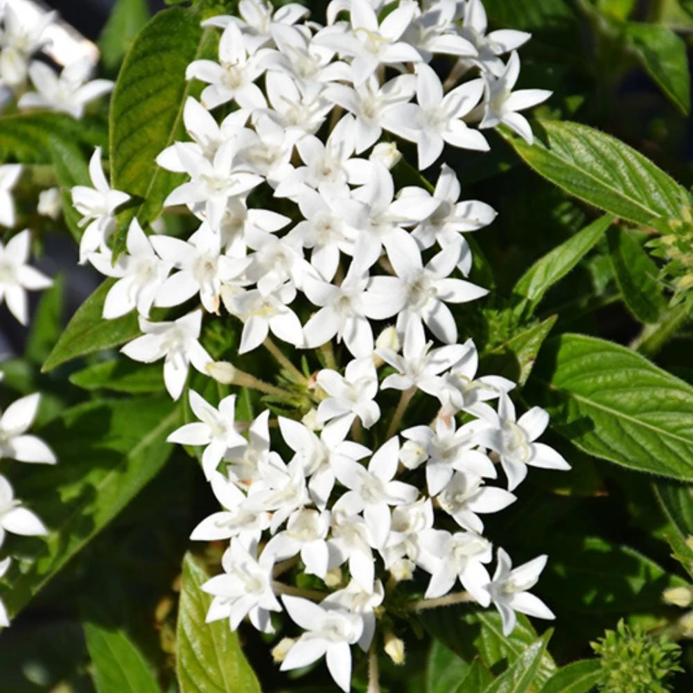Set of 4 White Pentas Lanceolata Live Plants, 3-6 Inches Tall, Outdoor Perennial Shrub - Image 1