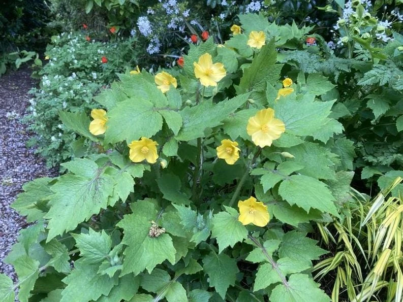Set of 5 Celandine Poppy Bulbs – Stylophorum lasiocarpum – Yellow Native Woodland Poppies – Outdoor - Image 2