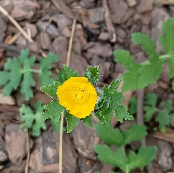 Set of 5 Celandine Poppy Bulbs – Stylophorum lasiocarpum – Yellow Native Woodland Poppies – Outdoor - Image 3