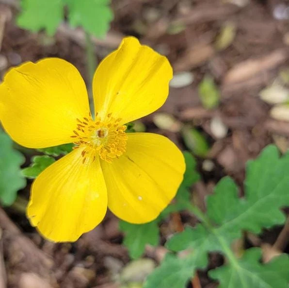 Set of 5 Celandine Poppy Bulbs – Stylophorum lasiocarpum – Yellow Native Woodland Poppies – Outdoor - Image 5