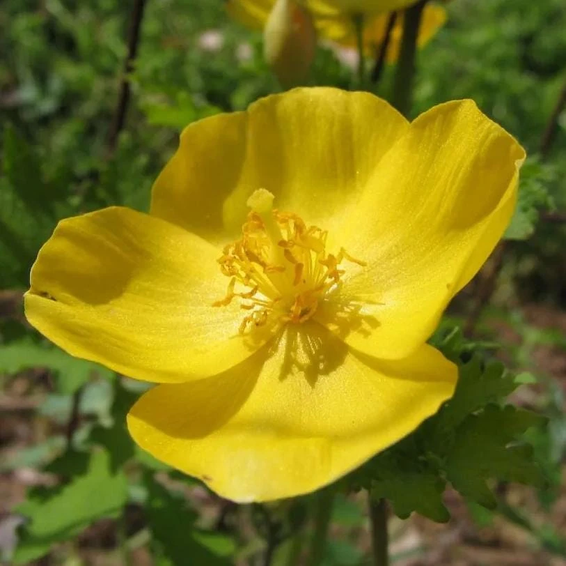 Set of 5 Celandine Poppy Bulbs – Stylophorum lasiocarpum – Yellow Native Woodland Poppies – Outdoor - Image 6
