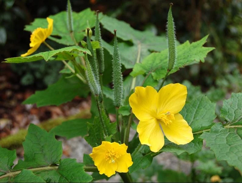 Set of 5 Celandine Poppy Bulbs – Stylophorum lasiocarpum – Yellow Native Woodland Poppies – Outdoor - Image 7