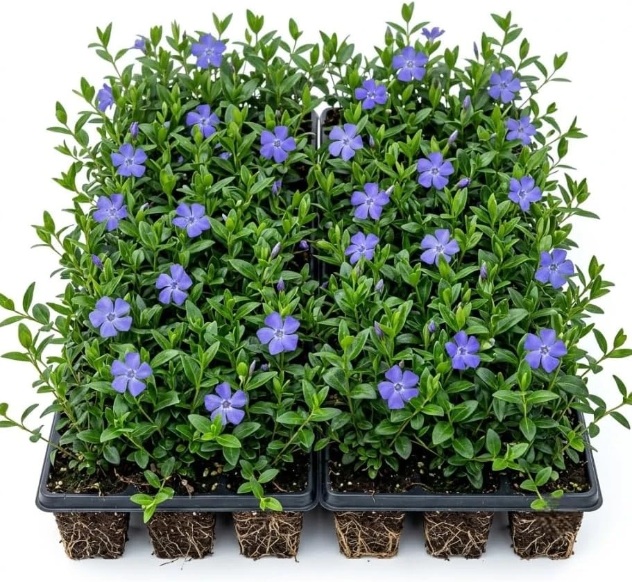Set of 50 Blue Vinca Minor Live Plants - Creeping Myrtle Ground Cover, 4-6 Inch Bare Root Periwinkle - Image 1