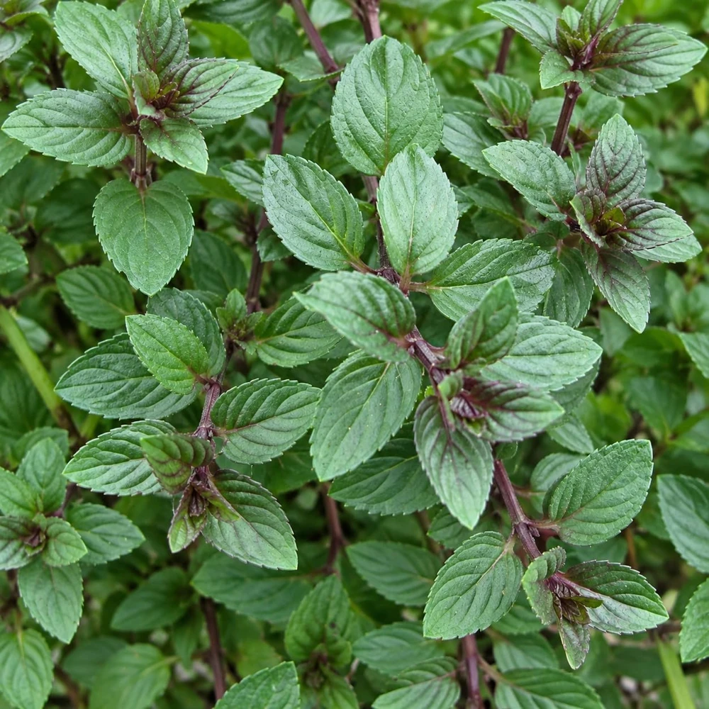Set of 6 Chocolate Mint Live Plants โ Sweet Mint Herb Seedlings for Garden & Patio - Image 3
