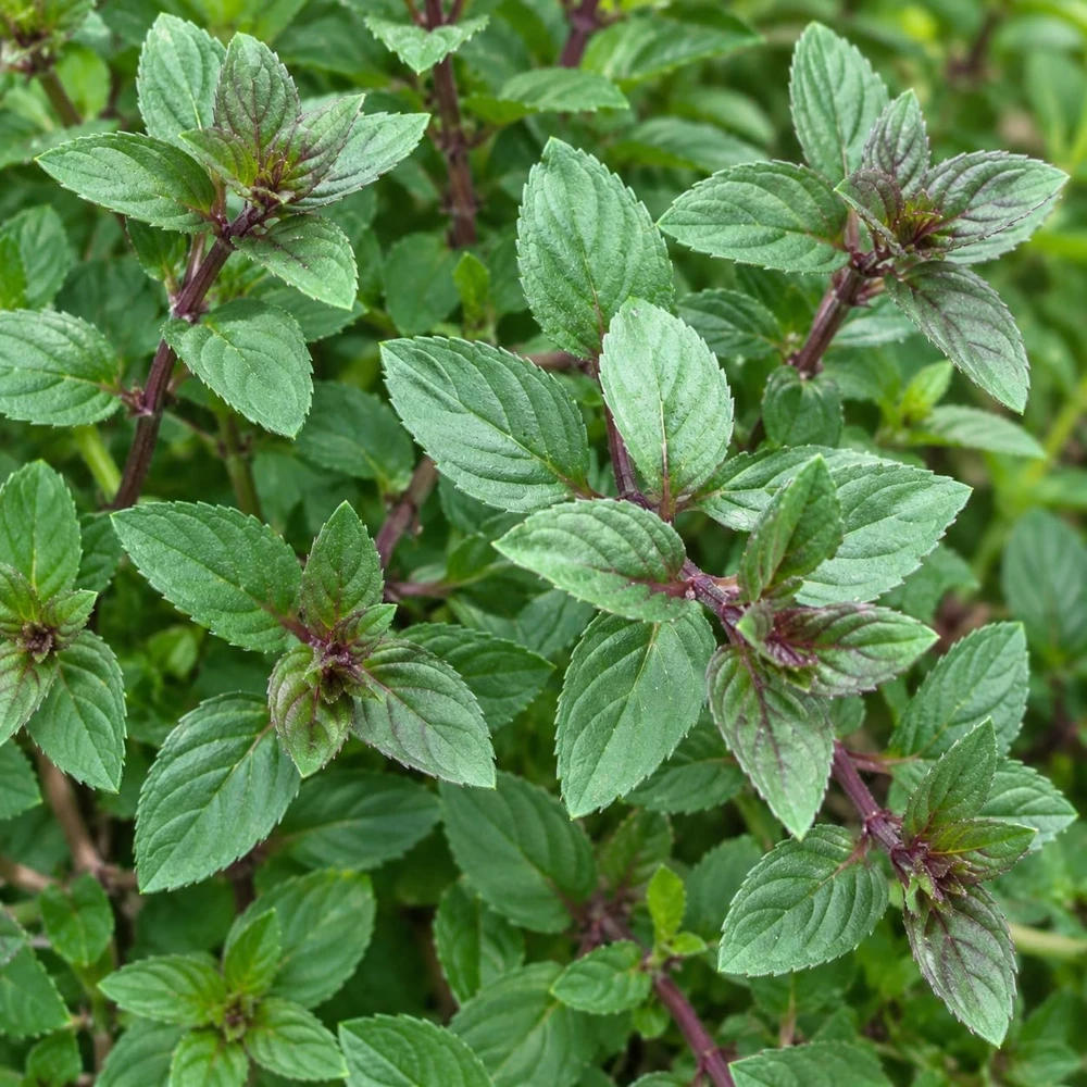 Set of 6 Chocolate Mint Live Plants โ Sweet Mint Herb Seedlings for Garden & Patio - Image 6