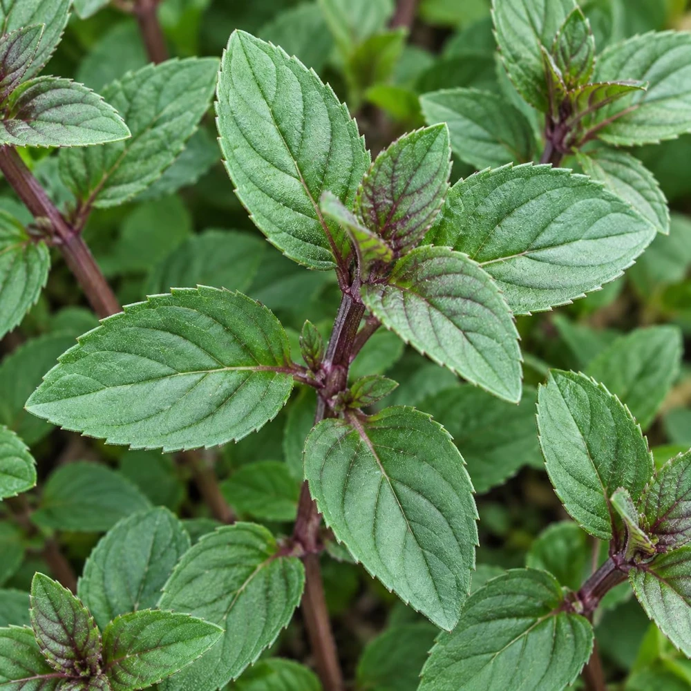 Set of 6 Chocolate Mint Live Plants โ Sweet Mint Herb Seedlings for Garden & Patio - Image 7