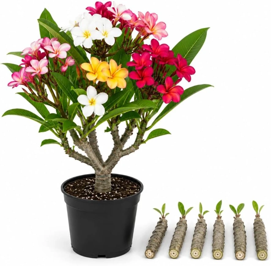 Set of 6 Plumeria Cuttings - Mixed Frangipani Tropical Flower Varieties for Garden - Image 1