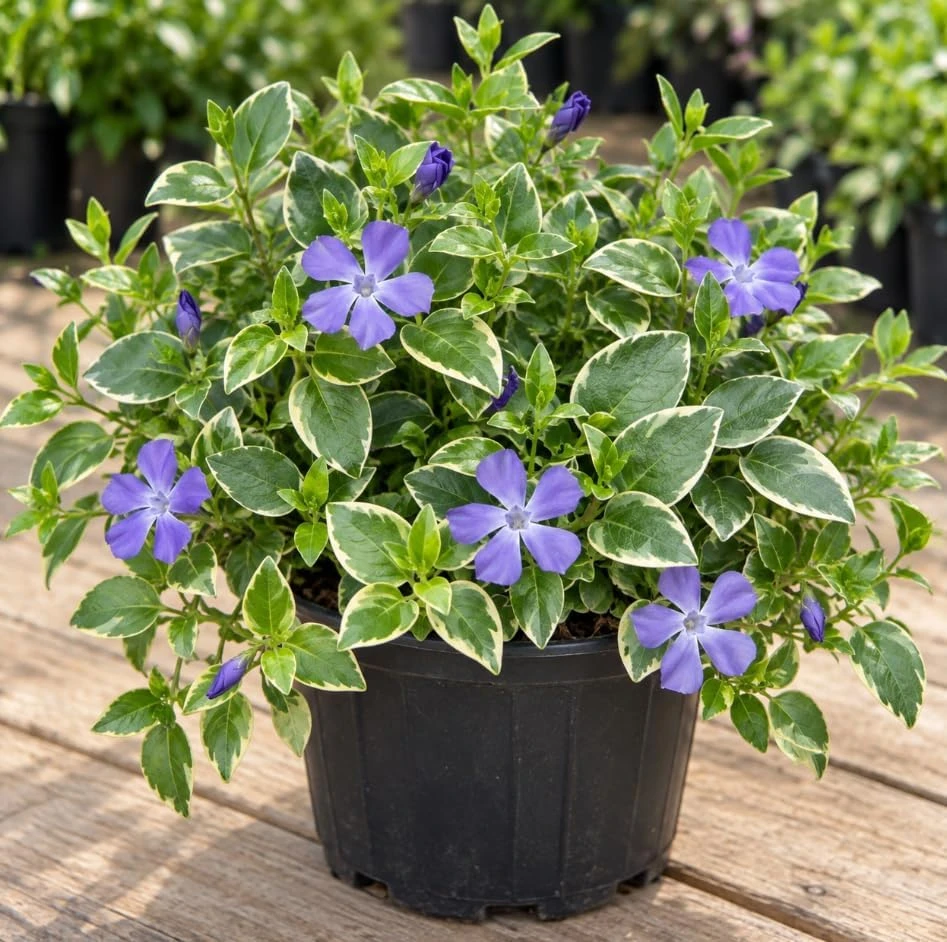 Set of 6 Variegated Vinca Minor Live Plants - Perennial Ground Cover 4-6" Long - Image 4